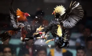 Cách Chơi Đá Gà Sabong Tại W88 Hiểu Luật Cược Và Mẹo Dễ Thắng