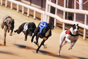 Cách Chơi Game Nhanh Đua Chó Tại W88 Hiểu Luật Và Mẹo Dự Đoán Chuẩn