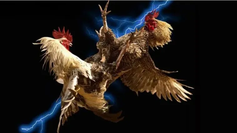 Trải Nghiệm Đá Gà W88 Kịch Tính Với Tỷ Lệ Cược Hấp Dẫn Và Minh Bạch